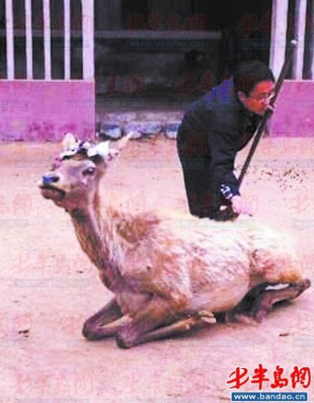 青岛动物园工作人员当着游客的面割鹿茸,场面非常血腥