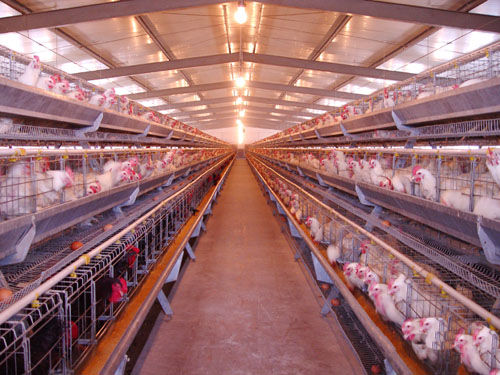 家禽养殖业将出现断档期禽蛋价格面临上涨压力