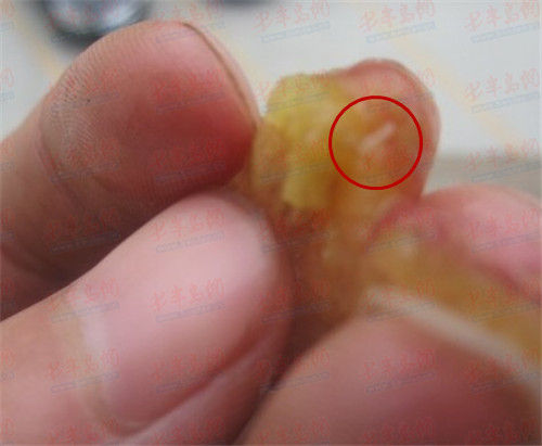 北宅樱桃现大量白色幼虫果农答有虫才够绿色
