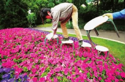 花木“全科医生”为古树名木保健康