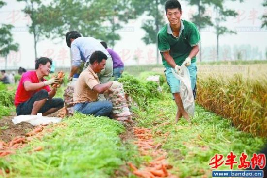 夏收时节走基层：莱西店埠镇种萝卜的团购小轿车