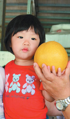 台湾宜兰果农喜获丰收 最大梨比1岁小女孩脸还