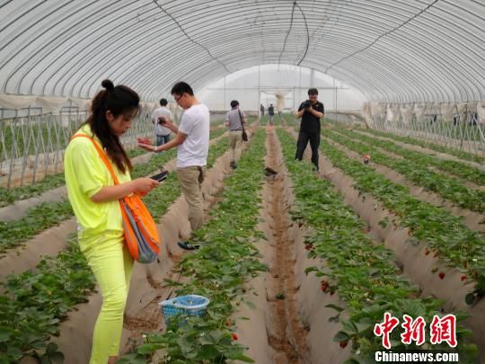 河北隆化成全国唯一365天鲜草莓生产基地