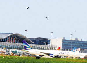 为了赶走小鸟儿,机场用上高科技