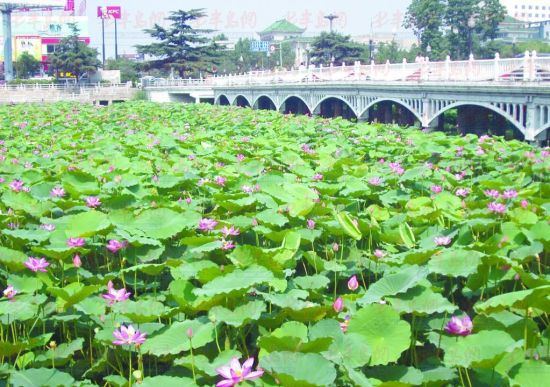 园林中心多次为荷花湾"补水"助荷花盛开