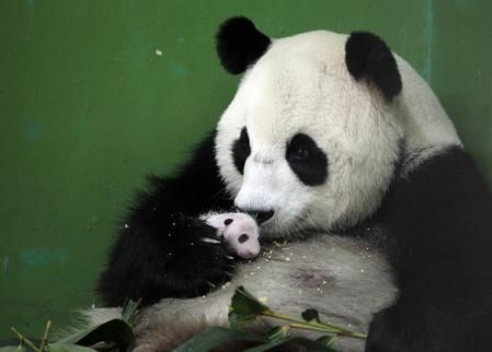 广东诞生首只大熊猫体型已增为刚出生时4倍