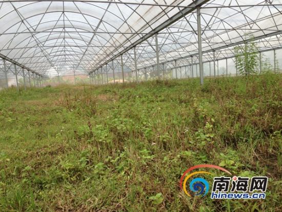 海南部分市县千亩政府补贴蔬菜大棚闲置变草
