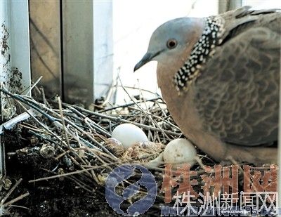 市民用镜头记录斑鸠"小爱侣"40天孵蛋育雏全过程