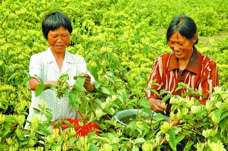 规模向效益转型 秀山金银花钱景如花