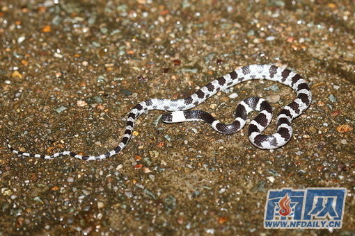 广东车八岭新发现41个物种 其中省新纪录4种