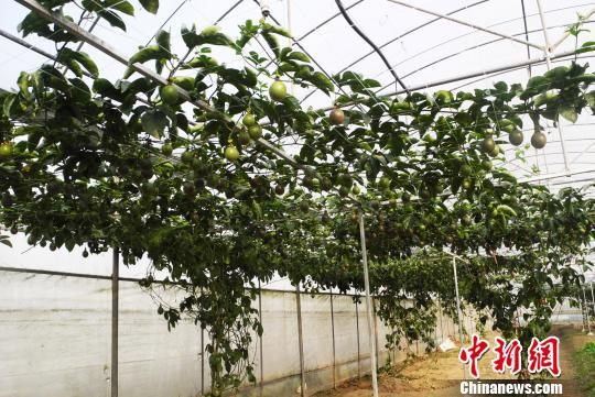 台湾现代农业的贵州摹本