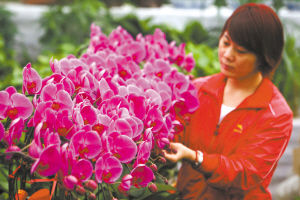 锦鲤游　鲜花俏这个市场好热闹