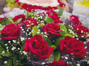 情人节来晨报选玫瑰 特别的爱给特别的你