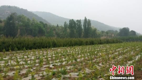 甘肃庆阳黄土高坡:林区通路 农民造林 生态致富