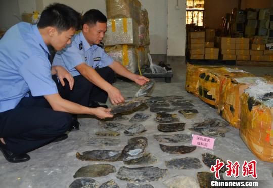 深圳海关查获走私玳瑁龟壳案 涉杀戮珍稀玳瑁408只