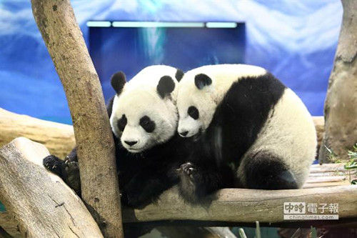 台北天气冷飕飕 大熊猫圆仔玩相扑取暖