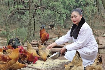 永川美女用中药喂鸡 畅销川渝