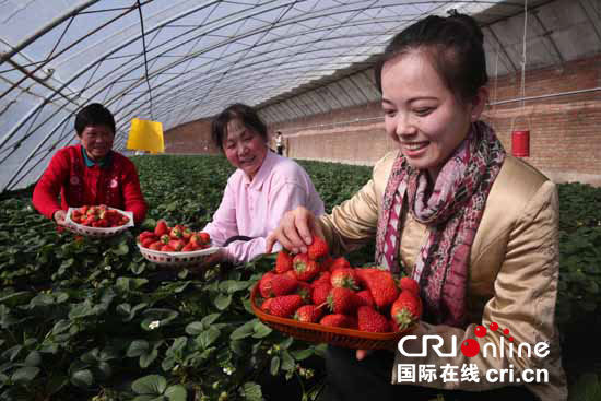 ��ɫ���ؼ���Ϊ������ݮ�������ݻ���