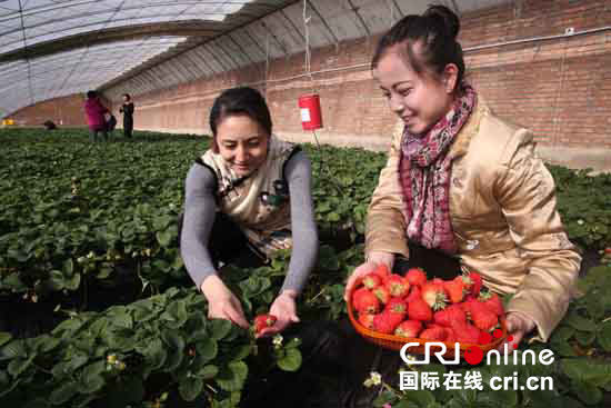 ��ɫ���ؼ���Ϊ������ݮ�������ݻ���