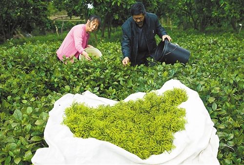 黔江发展珍珠兰系列产品 带动当地农民增收