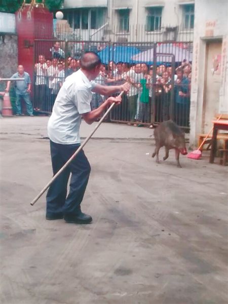 野猪闯进汽修厂撞翻2人 被大家乱棒打死