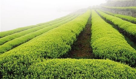 去巴南羊鹿山琵琶洞避暑好安逸_凤凰商业