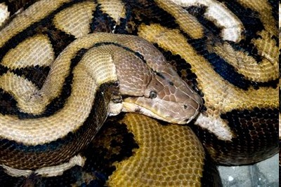 人工饲养最长蟒蛇在美一动物园死亡(图)