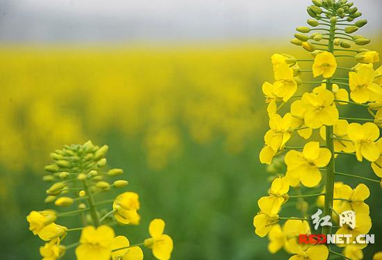 湖南安仁油菜花开了 春分节等您"赶分社(图)