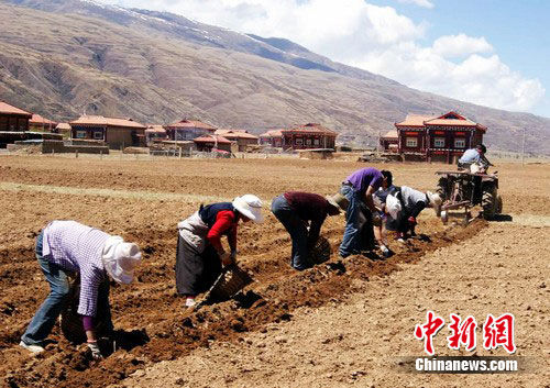 四川炉霍地震灾区民众生产自救忙春耕(图)