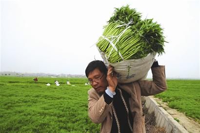 图文:藜蒿第一村藜蒿超市上柜试卖