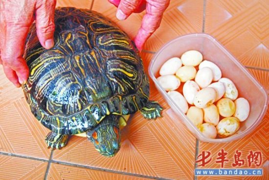 家养巴西龟产下17个蛋 可惜无法孵出小龟(图)