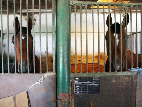 查显示巴西农村35%男性曾与动物发生性行为(