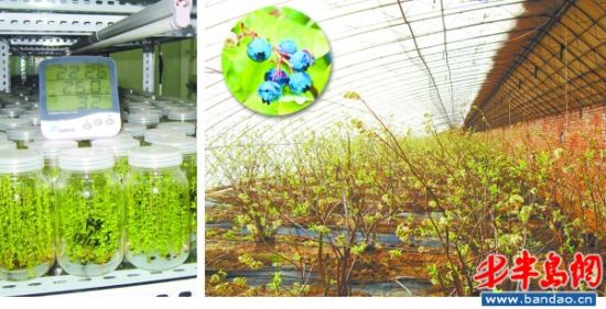 �ൺ��ݮ���������������������ż���(ͼ)