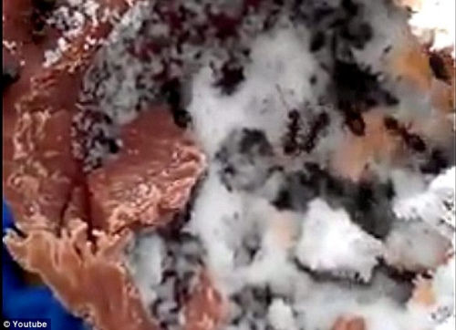 Ӣ���ϸ����ɿ����Գ���������Լ60ֻ����(ͼ)