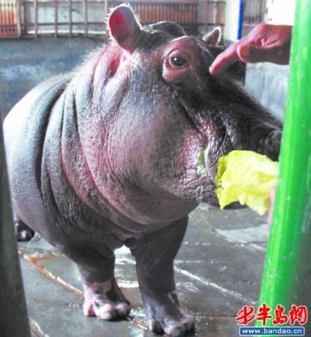 青岛七岁河马要娶"小媳妇""夫妻"差六岁(图)