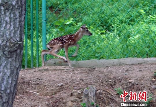 ̨����½÷��¹�����ڶ�̥С¹ȡ����������(ͼ)