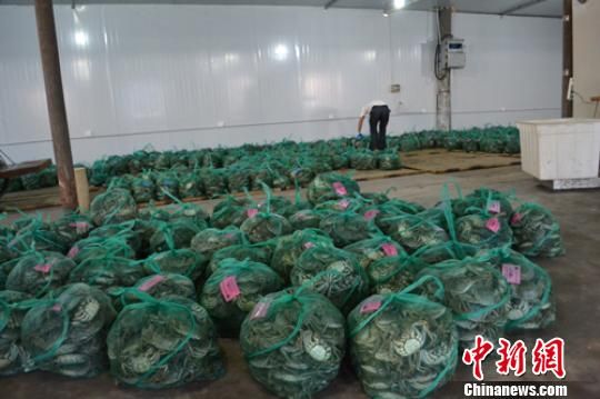 探访中国最大淡水螃蟹市场(图)