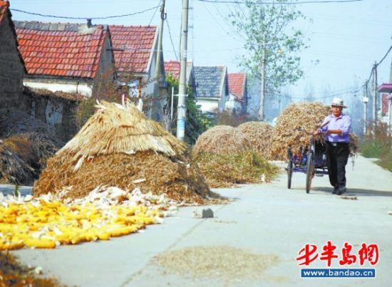 探访胶南市大场镇 种菜配养猪两头都赚钱(图)