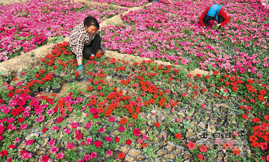 肃州区:花卉制种产业成为农民增收重要途径(图