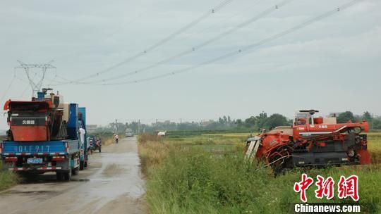 台风温比亚逼近 广东茂名抢收35万亩水稻(图