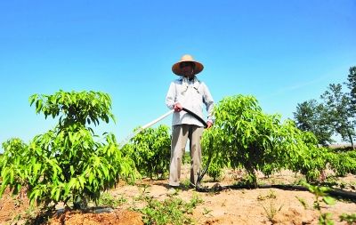 8月16日,肥西县官亭镇童大井村村民对种植的苗木进行灌溉.