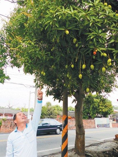 台湾一棵芒果树冬天结硕果 居民称奇(图)