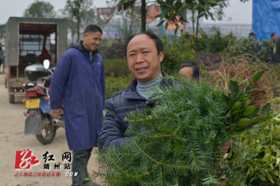 靖州苗木市场交易火爆（图）