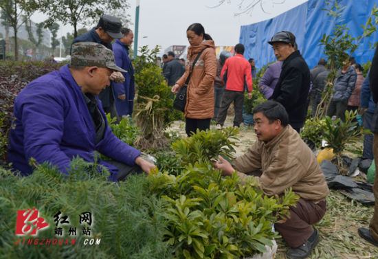 靖州苗木市场交易火爆（图）