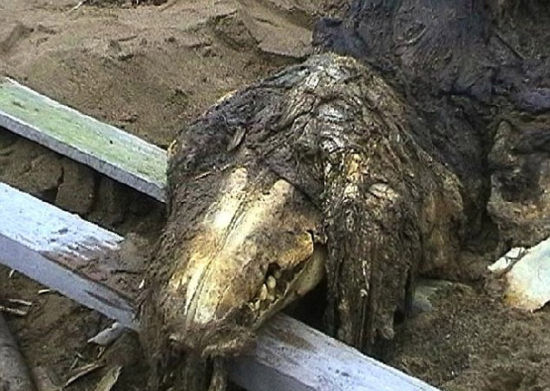 由于其已经高度腐烂,出于安全原因,该海怪尸体已被埋葬,至今人们依然