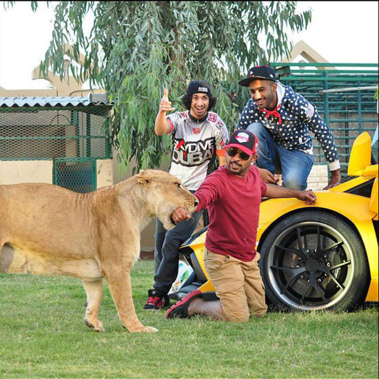 阿拉伯土豪养老虎狮子当宠物 网上晒图受热捧