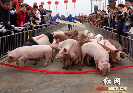 湖南宁乡举办金猪运动会猪王体重1040公斤