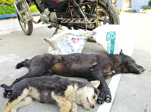 两贼沿公路撒毒骨头