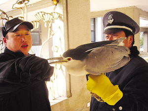 烈性鸟凌晨闯入女浴室