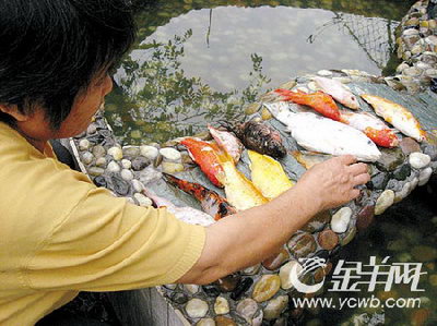 锦鲤惨遭学生开膛挖眼 专家称属虐畜行为(图)